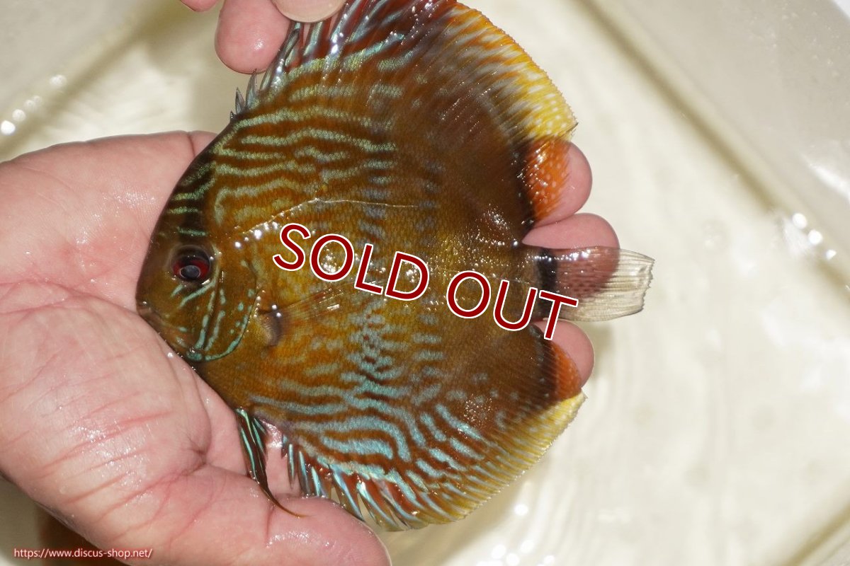 画像1: 【決算セール対象個体】【ワイルドディスカス】【通販】【奇跡の再入荷】カヌマ ロイヤルクロス【個体販売】10-12cm（生体）カヌマ産 (1)