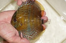 画像1: 【決算セール対象個体】【ワイルドディスカス】【通販】【奇跡の再入荷】カヌマ ロイヤルクロス【個体販売】10-12cm（生体）カヌマ産 (1)