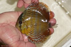 画像1: 【決算セール対象個体】【ワイルドディスカス】【通販】【奇跡の再入荷】カヌマ ロイヤルクロス【個体販売】10-12cm（生体）カヌマ産 (1)