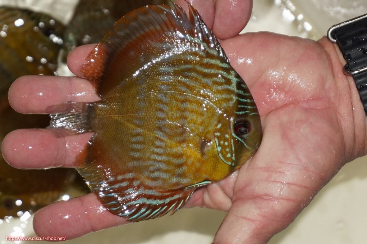 画像2: 【決算セール対象個体】【ワイルドディスカス】【通販】【奇跡の再入荷】カヌマ ロイヤルクロス【個体販売】10-12cm（生体）カヌマ産 (2)