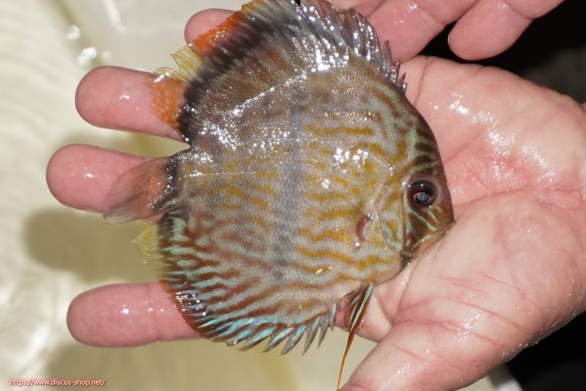 画像2: 【決算セール対象個体】【ワイルドディスカス】【通販】【奇跡の再入荷】カヌマ ロイヤルクロス【個体販売】10-12cm（生体）カヌマ産 (2)