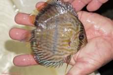 画像2: 【決算セール対象個体】【ワイルドディスカス】【通販】【奇跡の再入荷】カヌマ ロイヤルクロス【個体販売】10-12cm（生体）カヌマ産 (2)