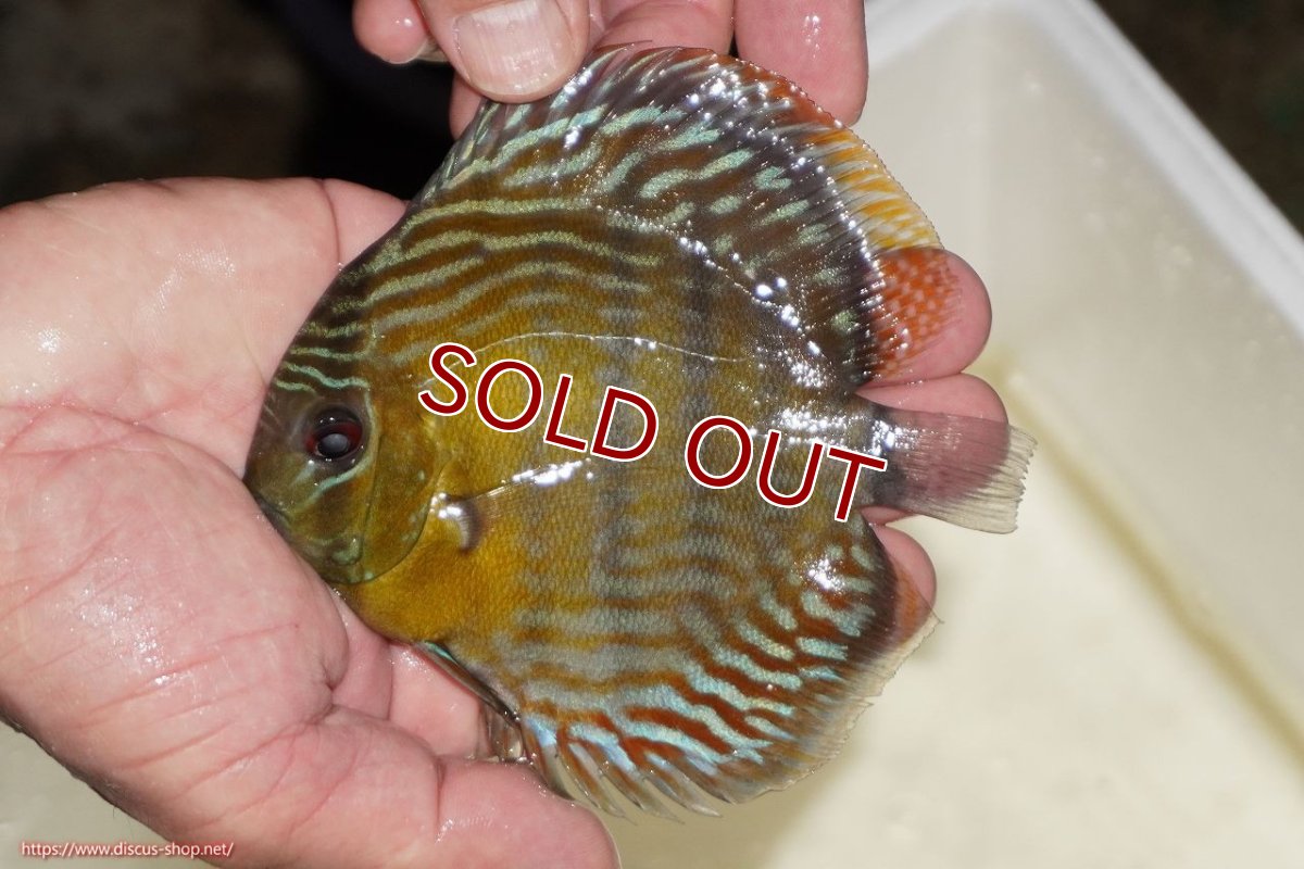 画像1: 【決算セール対象個体】【ワイルドディスカス】【通販】【奇跡の再入荷】カヌマ ロイヤル（純ロイヤルブルー）【個体販売】10-12cm（生体）カヌマ産 (1)