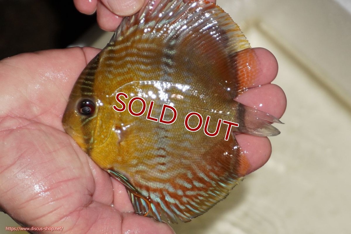 画像1: 【ワイルドディスカス】【通販】【奇跡の再入荷】カヌマ ロイヤルクロス【個体販売】10-12cm（生体）カヌマ産 (1)