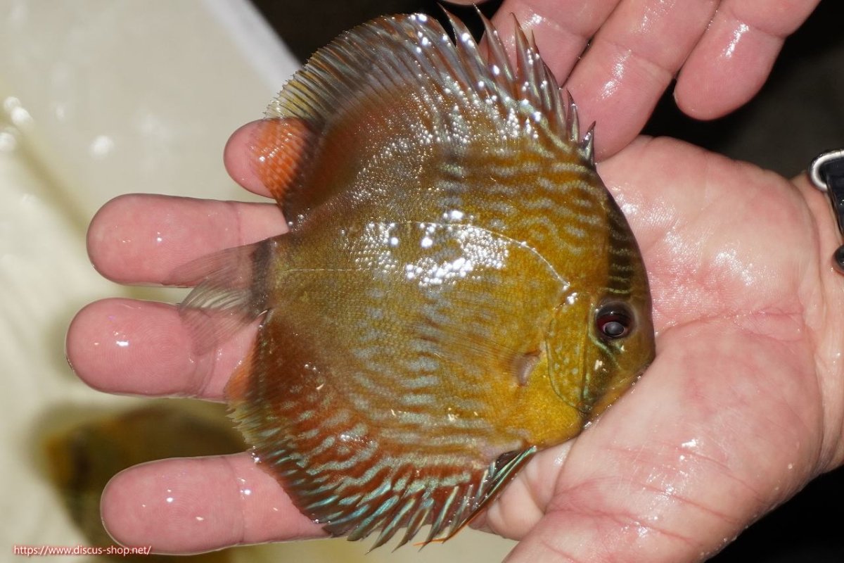 画像2: 【決算セール対象個体】【ワイルドディスカス】【通販】【奇跡の再入荷】カヌマ ロイヤルクロス【個体販売】10-12cm（生体）カヌマ産 (2)