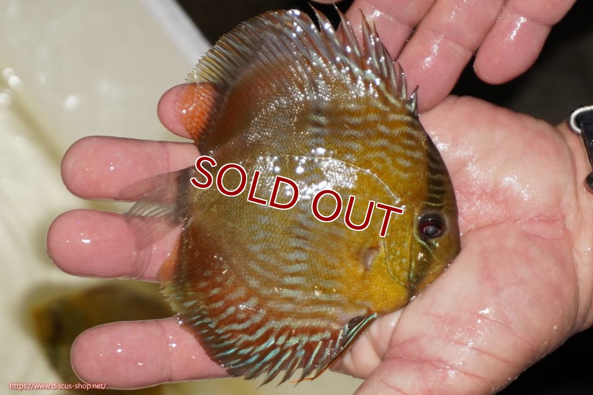 画像2: 【ワイルドディスカス】【通販】【奇跡の再入荷】カヌマ ロイヤルクロス【個体販売】10-12cm（生体）カヌマ産 (2)