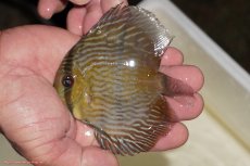 画像1: 【決算セール対象個体】【ワイルドディスカス】【通販】【奇跡の再入荷】カヌマ ロイヤルクロス【個体販売】10-12cm（生体）カヌマ産 (1)