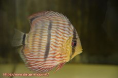 画像1: 【ワイルドディスカス】【通販】カヌマロイヤルクロス　ヤングスター【個体販売】11-12cm（生体）カヌマ産 (1)