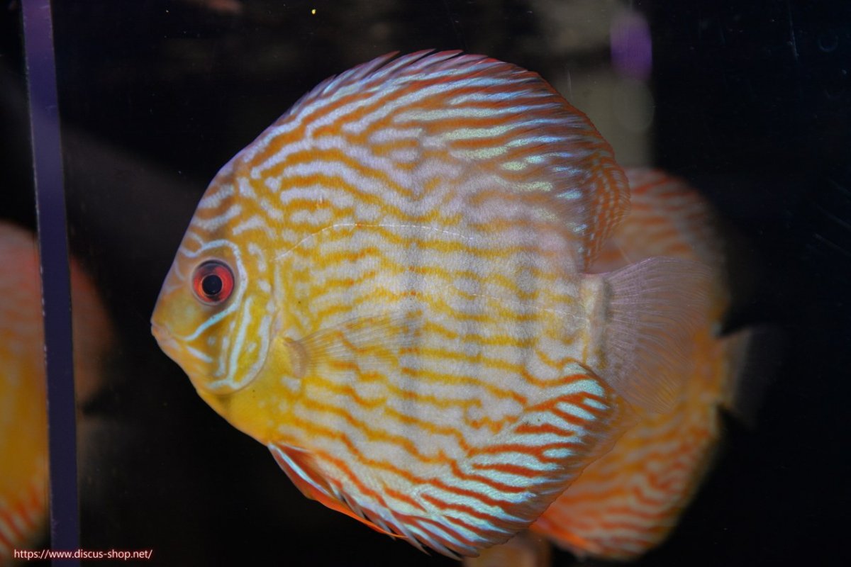 画像1: 【決算セール対象個体】【ワイルドディスカス】【通販】【未開の新産地個体】ラーゴマミアロイヤルブルー【個体販売】15cm（生体）ラーゴマミア産 (1)