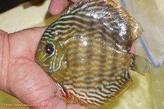 画像1: 【ワイルドディスカス】【通販】【未開の新産地個体】ラーゴマミアロイヤルブルー【個体販売】15cm（生体）ラーゴマミア産 (1)