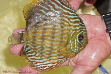 画像3: 【ワイルドディスカス】【通販】【未開の新産地個体】ラーゴマミアロイヤルブルー【個体販売】15cm（生体）ラーゴマミア産 (3)
