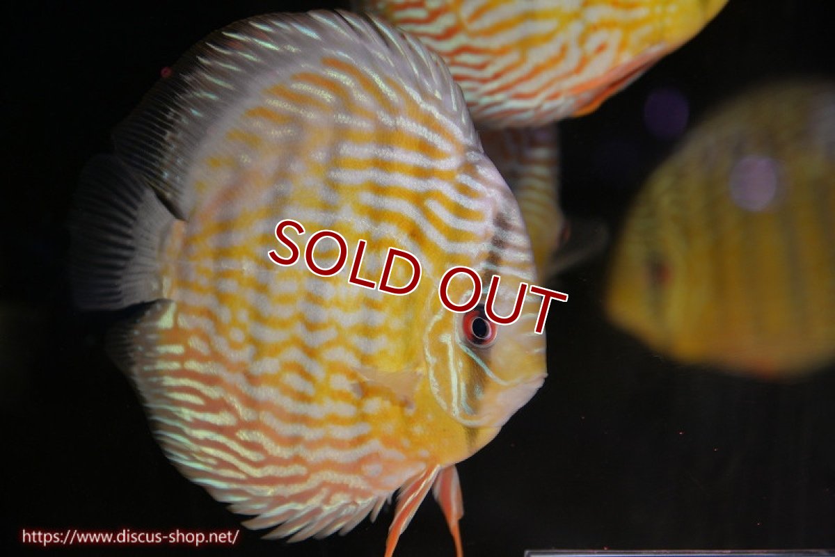 画像1: 【ワイルドディスカス】【通販】【未開の新産地個体】ラーゴマミアロイヤルブルー【個体販売】15cm（生体）ラーゴマミア産 (1)