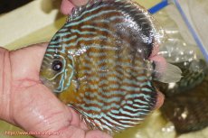 画像1: 【ワイルドディスカス】【通販】【未開の新産地個体】ラーゴマミアロイヤルブルー【個体販売】15cm（生体）ラーゴマミア産 (1)