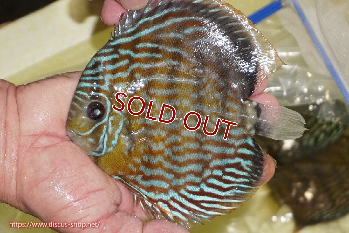 画像2: 【ワイルドディスカス】【通販】【未開の新産地個体】ラーゴマミアロイヤルブルー【個体販売】15cm（生体）ラーゴマミア産 (2)