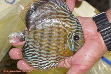 画像3: 【ワイルドディスカス】【通販】【未開の新産地個体】ラーゴマミアロイヤルブルー【個体販売】15cm（生体）ラーゴマミア産 (3)