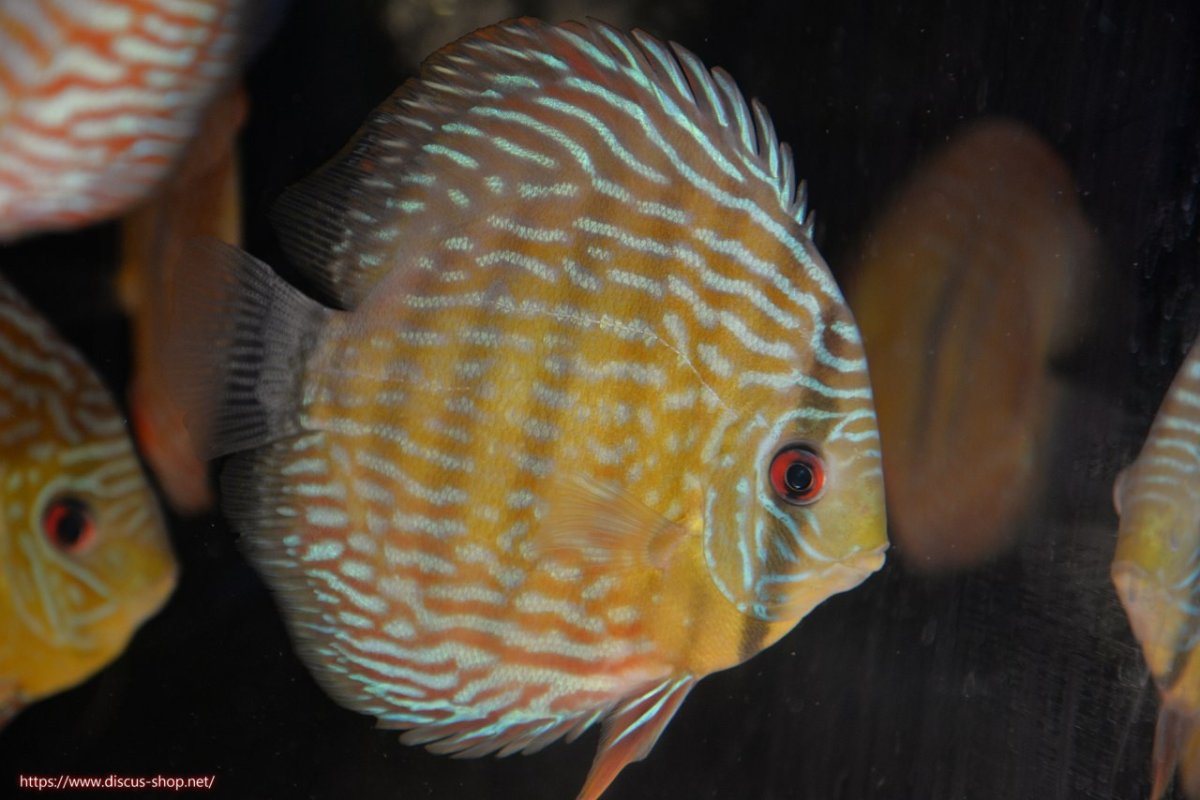 画像1: 【決算セール対象個体】【ワイルドディスカス】【通販】【未開の新産地個体】ラーゴマミアロイヤルブルー【個体販売】15cm（生体）ラーゴマミア産 (1)