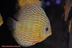 画像3: 【決算セール対象個体】【ワイルドディスカス】【通販】【未開の新産地個体】ラーゴマミアロイヤルブルー【個体販売】15cm（生体）ラーゴマミア産 (3)