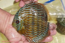 画像4: 【決算セール対象個体】【ワイルドディスカス】【通販】【未開の新産地個体】ラーゴマミアロイヤルブルー【個体販売】15cm（生体）ラーゴマミア産 (4)