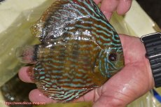 画像6: 【30周年記念セール対象個体】【ワイルドディスカス】【通販】【未開の新産地個体】ラーゴマミアロイヤルブルー【個体販売】15cm（生体）ラーゴマミア産 (6)