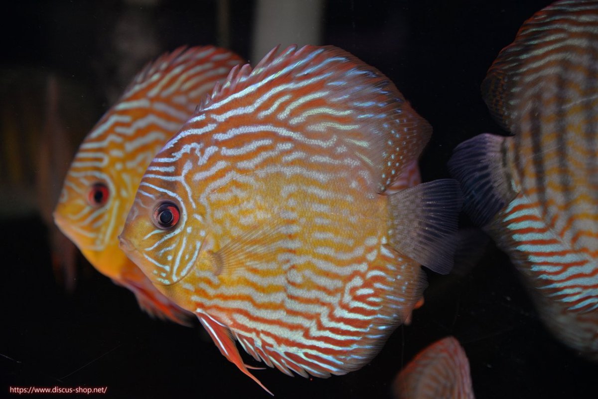 画像1: 【30周年記念セール対象個体】【ワイルドディスカス】【通販】【未開の新産地個体】ラーゴマミアロイヤルブルー【個体販売】15cm（生体）ラーゴマミア産 (1)