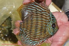 画像3: 【30周年記念セール対象個体】【ワイルドディスカス】【通販】【未開の新産地個体】ラーゴマミアロイヤルブルー【個体販売】15cm（生体）ラーゴマミア産 (3)