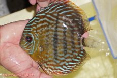 画像1: 【ワイルドディスカス】【通販】【未開の新産地個体】ラーゴマミアロイヤルブルー【個体販売】15cm（生体）ラーゴマミア産 (1)