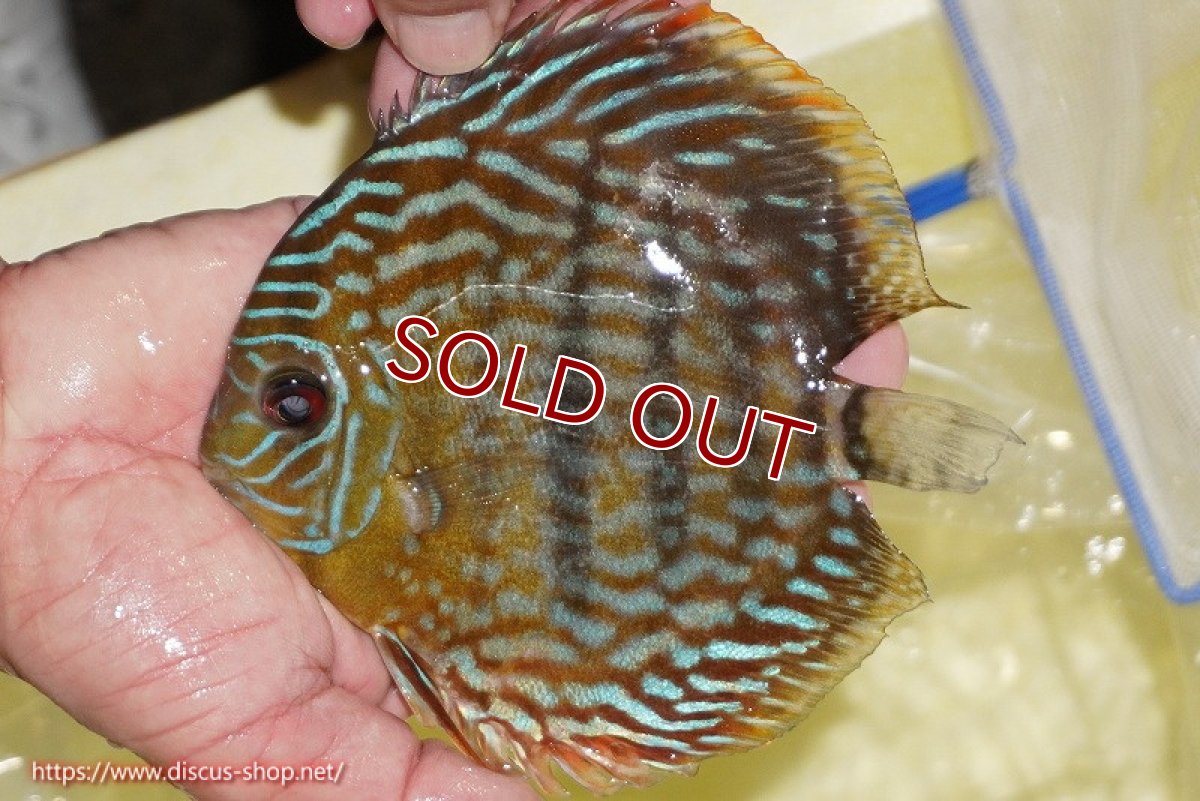 画像2: 【ワイルドディスカス】【通販】【未開の新産地個体】ラーゴマミアロイヤルブルー【個体販売】15cm（生体）ラーゴマミア産 (2)