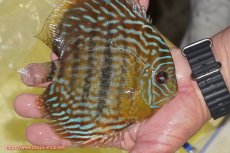 画像3: 【ワイルドディスカス】【通販】【未開の新産地個体】ラーゴマミアロイヤルブルー【個体販売】15cm（生体）ラーゴマミア産 (3)