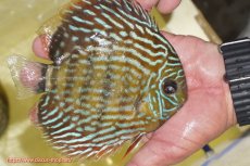 画像2: 【ワイルドディスカス】【通販】【未開の新産地個体】ラーゴマミアロイヤルブルー【個体販売】15cm（生体）ラーゴマミア産 (2)