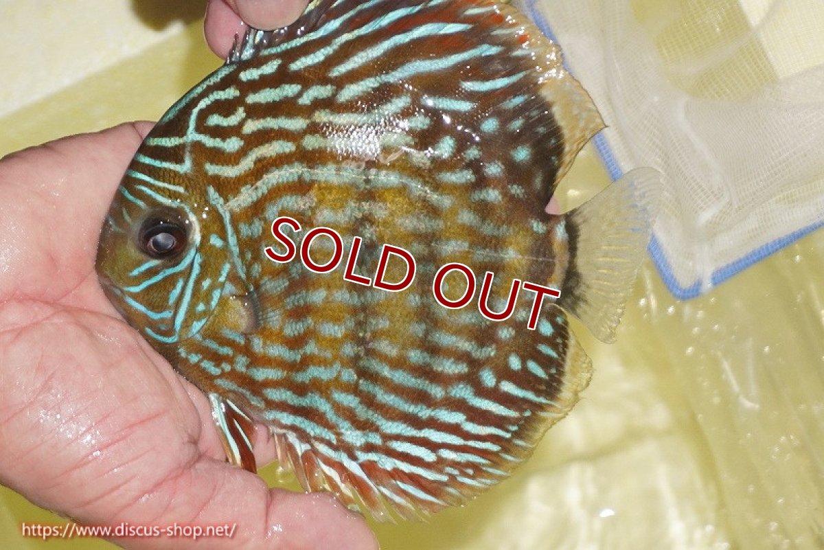 画像3: 【ワイルドディスカス】【通販】【未開の新産地個体】ラーゴマミアロイヤルブルー【個体販売】15cm（生体）ラーゴマミア産 (3)