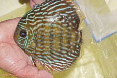 画像3: 【決算セール対象個体】【ワイルドディスカス】【通販】【未開の新産地個体】ラーゴマミアロイヤルブルー【個体販売】15cm（生体）ラーゴマミア産 (3)