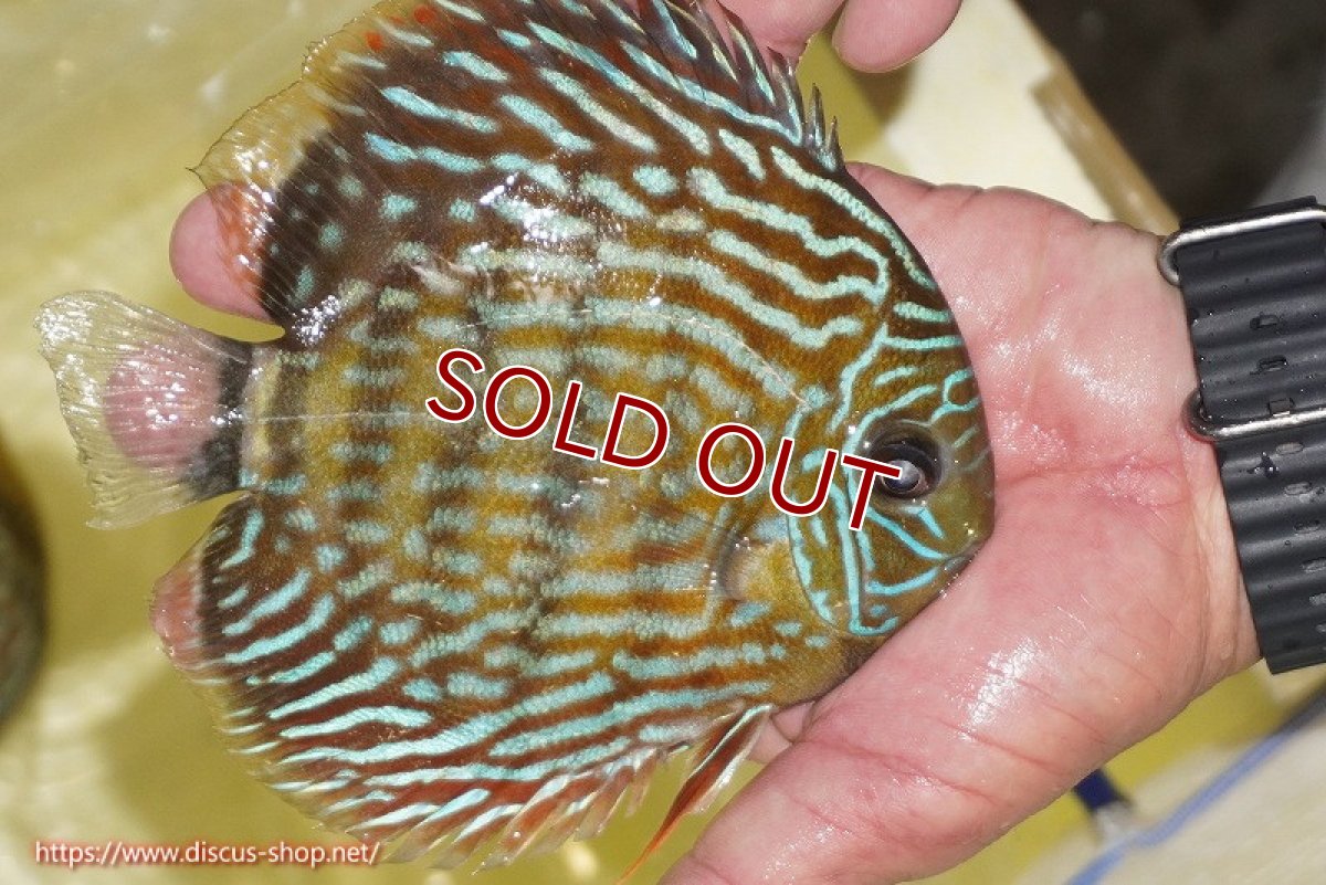 画像4: 【ワイルドディスカス】【通販】【未開の新産地個体】ラーゴマミアロイヤルブルー【個体販売】15cm（生体）ラーゴマミア産 (4)