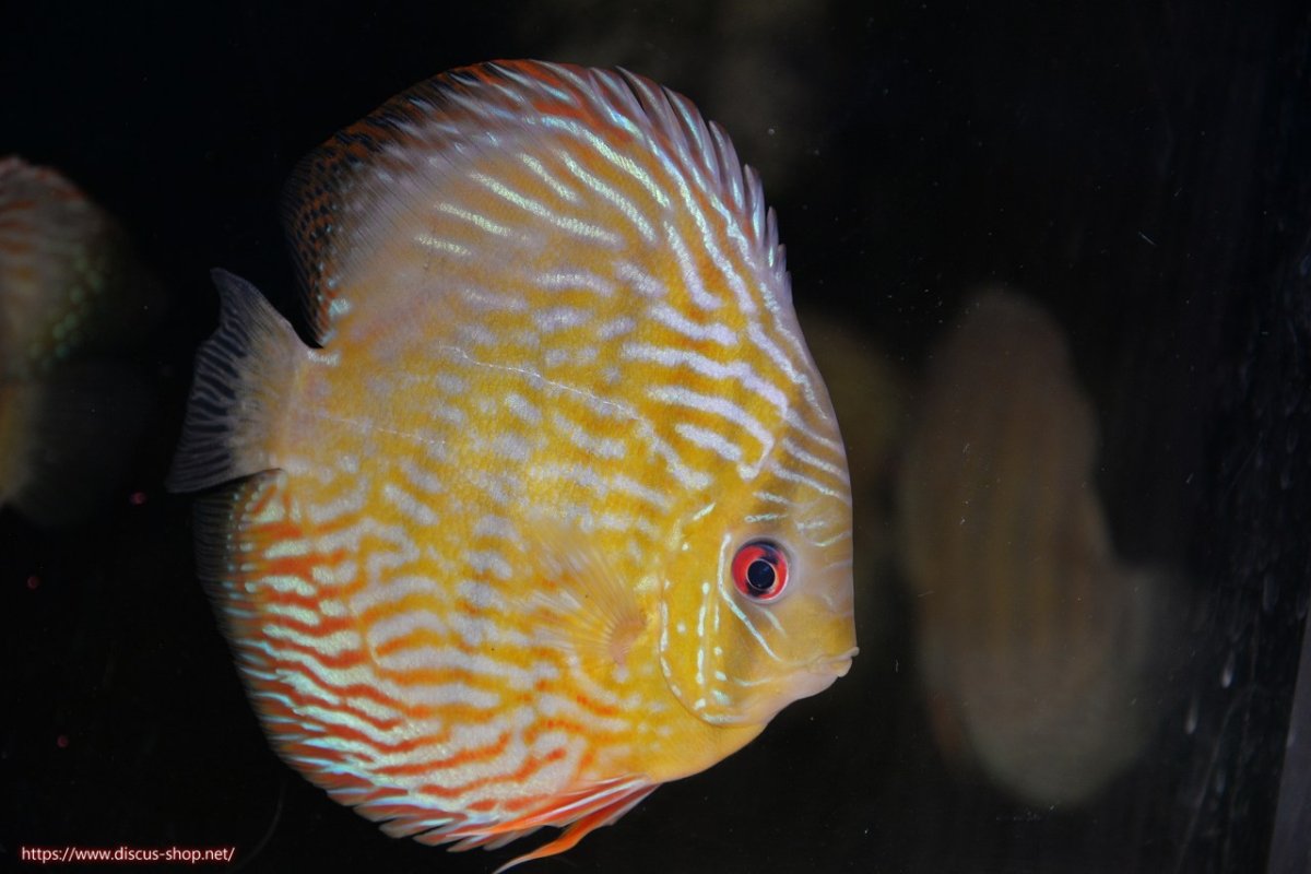 画像1: 【決算セール対象個体】【ワイルドディスカス】【通販】【未開の新産地個体】ラーゴマミアロイヤルブルー【個体販売】15cm（生体）ラーゴマミア産 (1)