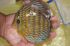 画像1: 【ワイルドディスカス】【通販】【未開の新産地個体】ラーゴマミアロイヤルブルー【個体販売】15cm（生体）ラーゴマミア産 (1)