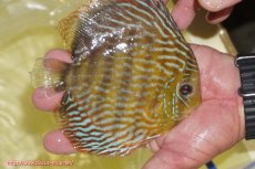 画像4: 【決算セール対象個体】【ワイルドディスカス】【通販】【未開の新産地個体】ラーゴマミアロイヤルブルー【個体販売】15cm（生体）ラーゴマミア産 (4)