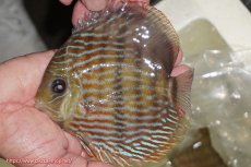 画像1: 【ワイルドディスカス】【通販】【未開の新産地個体】ラーゴマミアロイヤルブルー【個体販売】15cm（生体）ラーゴマミア産 (1)