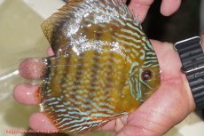 画像2: 【ワイルドディスカス】【通販】【未開の新産地個体】ラーゴマミアロイヤルブルー【個体販売】15cm（生体）ラーゴマミア産 (2)