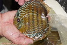 画像5: 【ワイルドディスカス】【通販】【未開の新産地個体】ラーゴマミアロイヤルブルー【個体販売】15cm（生体）ラーゴマミア産 (5)