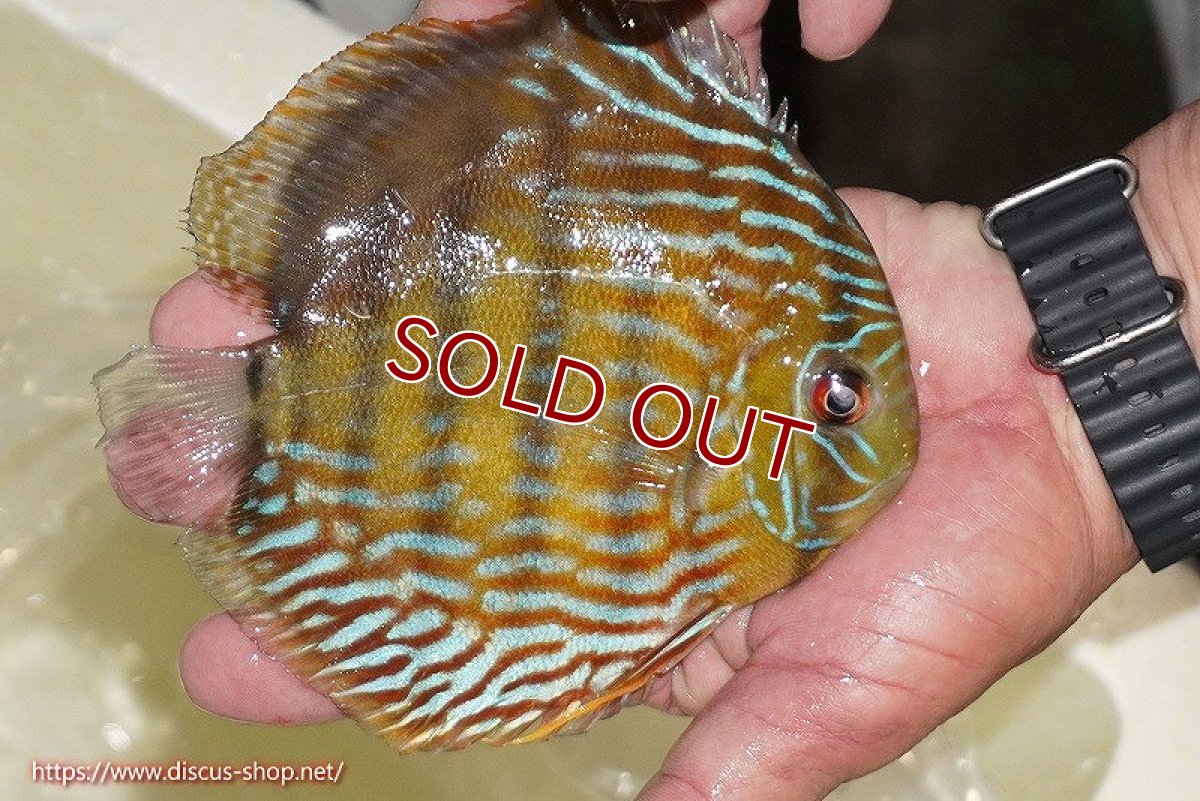画像5: 【ワイルドディスカス】【通販】【未開の新産地個体】ラーゴマミアロイヤルブルー【個体販売】15cm（生体）ラーゴマミア産 (5)