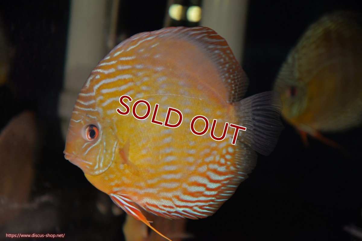 画像1: 【30周年記念セール対象個体】【ワイルドディスカス】【通販】【未開の新産地個体】ラーゴマミアロイヤルブルー【個体販売】15cm（生体）ラーゴマミア産 (1)