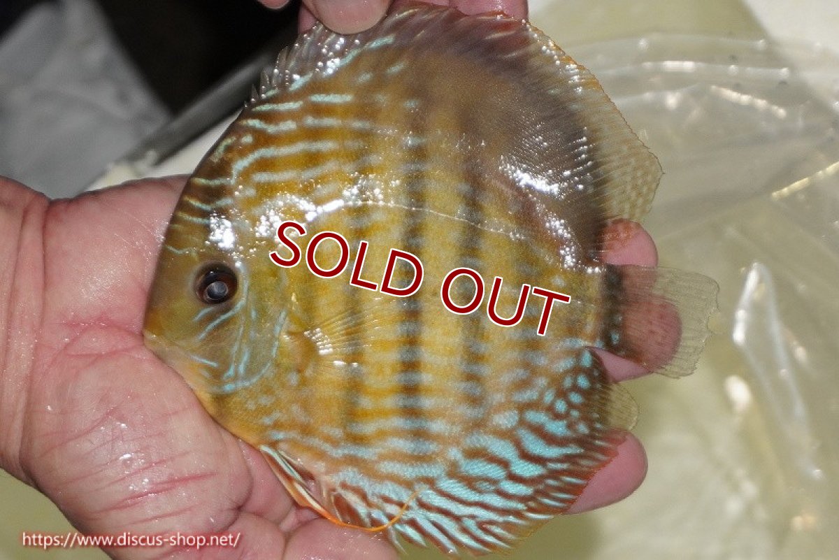 画像2: 【30周年記念セール対象個体】【ワイルドディスカス】【通販】【未開の新産地個体】ラーゴマミアロイヤルブルー【個体販売】15cm（生体）ラーゴマミア産 (2)