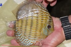 画像3: 【決算セール対象個体】【ワイルドディスカス】【通販】【未開の新産地個体】ラーゴマミアロイヤルブルー【個体販売】15cm（生体）ラーゴマミア産 (3)