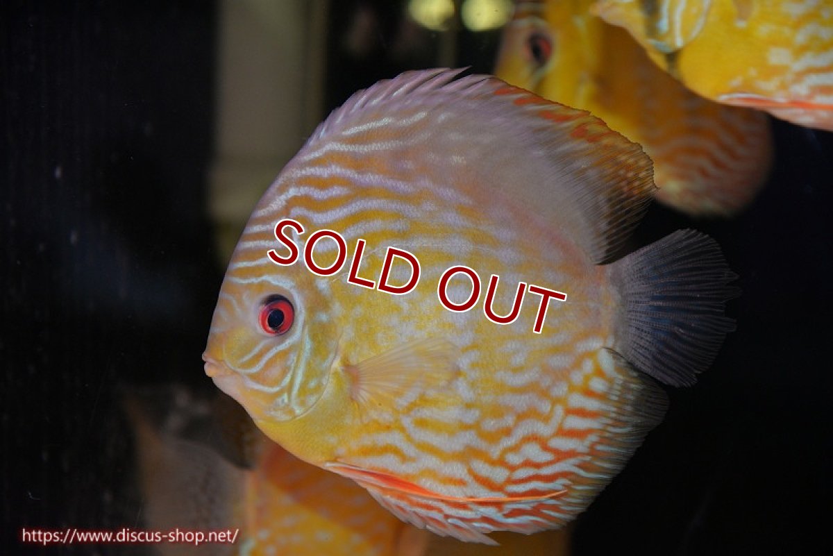 画像1: 【30周年記念セール対象個体】【ワイルドディスカス】【通販】【未開の新産地個体】ラーゴマミアロイヤルブルー【個体販売】15cm（生体）ラーゴマミア産 (1)