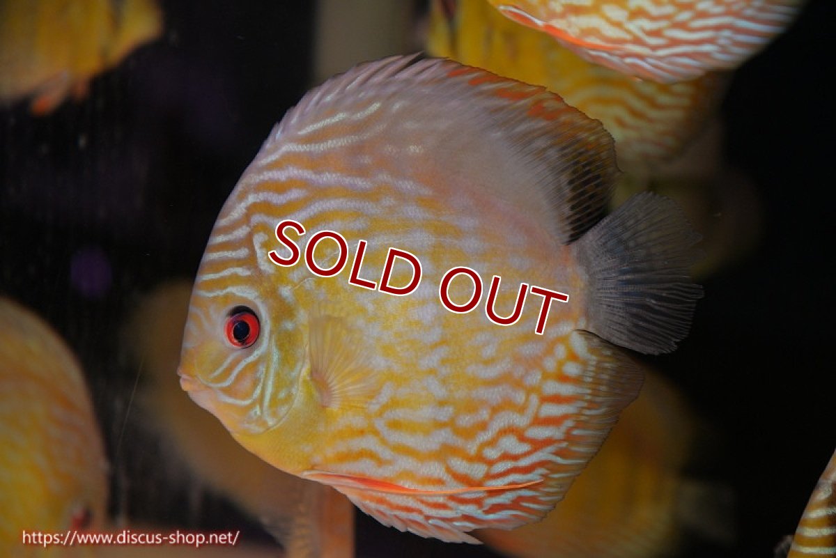 画像2: 【30周年記念セール対象個体】【ワイルドディスカス】【通販】【未開の新産地個体】ラーゴマミアロイヤルブルー【個体販売】15cm（生体）ラーゴマミア産 (2)