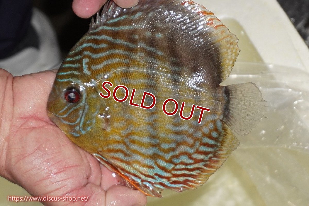 画像3: 【30周年記念セール対象個体】【ワイルドディスカス】【通販】【未開の新産地個体】ラーゴマミアロイヤルブルー【個体販売】15cm（生体）ラーゴマミア産 (3)