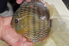 画像3: 【ワイルドディスカス】【通販】【未開の新産地個体】ラーゴマミアロイヤルブルー【個体販売】15cm（生体）ラーゴマミア産 (3)