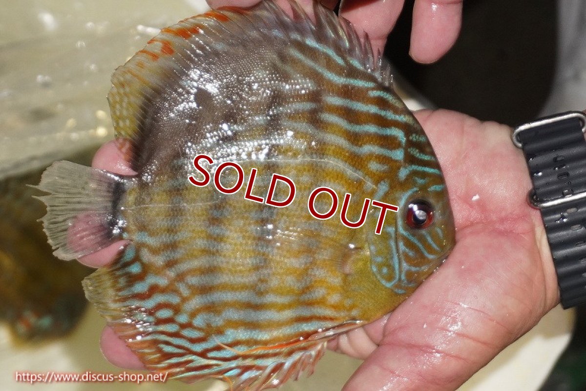 画像4: 【30周年記念セール対象個体】【ワイルドディスカス】【通販】【未開の新産地個体】ラーゴマミアロイヤルブルー【個体販売】15cm（生体）ラーゴマミア産 (4)