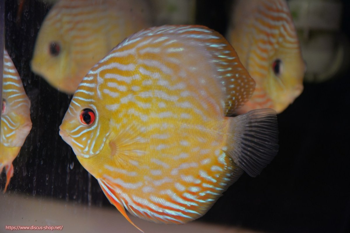 画像1: 【決算セール対象個体】【ワイルドディスカス】【通販】【未開の新産地個体】ラーゴマミアロイヤルブルー【個体販売】15cm（生体）ラーゴマミア産 (1)