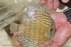 画像4: 【ワイルドディスカス】【通販】【未開の新産地個体】ラーゴマミアロイヤルブルー【個体販売】15cm（生体）ラーゴマミア産 (4)