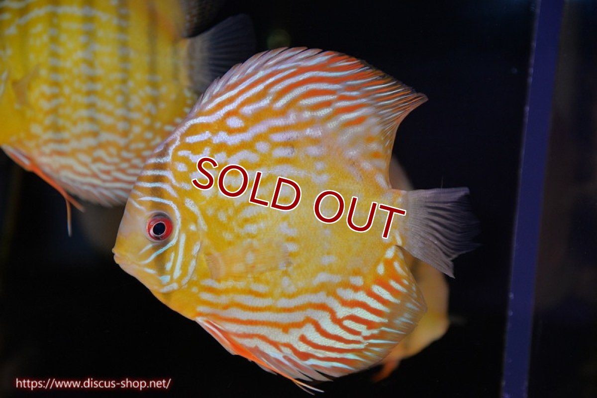 画像1: 【ワイルドディスカス】【通販】【未開の新産地個体】ラーゴマミアロイヤルブルー【個体販売】15cm（生体）ラーゴマミア産 (1)